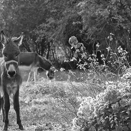 Agriturismo Gon Farm stay